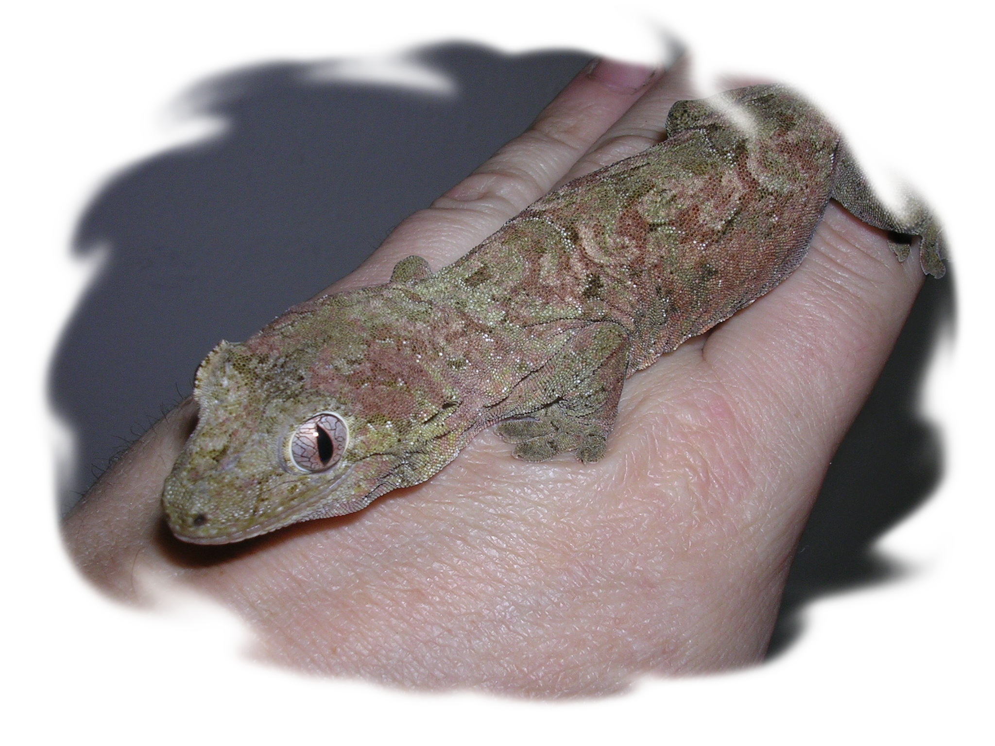 Rhacodactylus chahoua.jpg