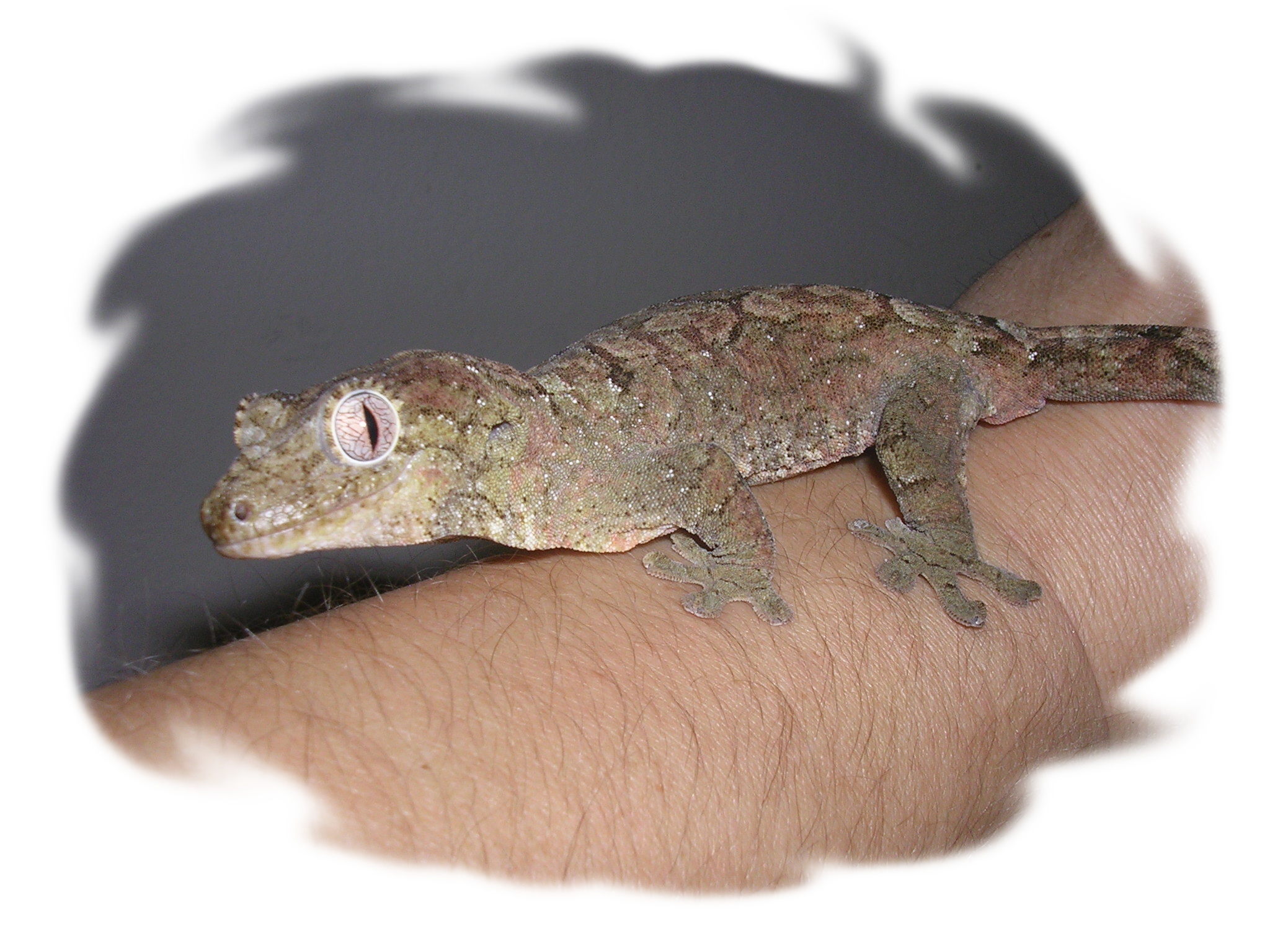 Rhacodactylus chahoua 0.1.jpg