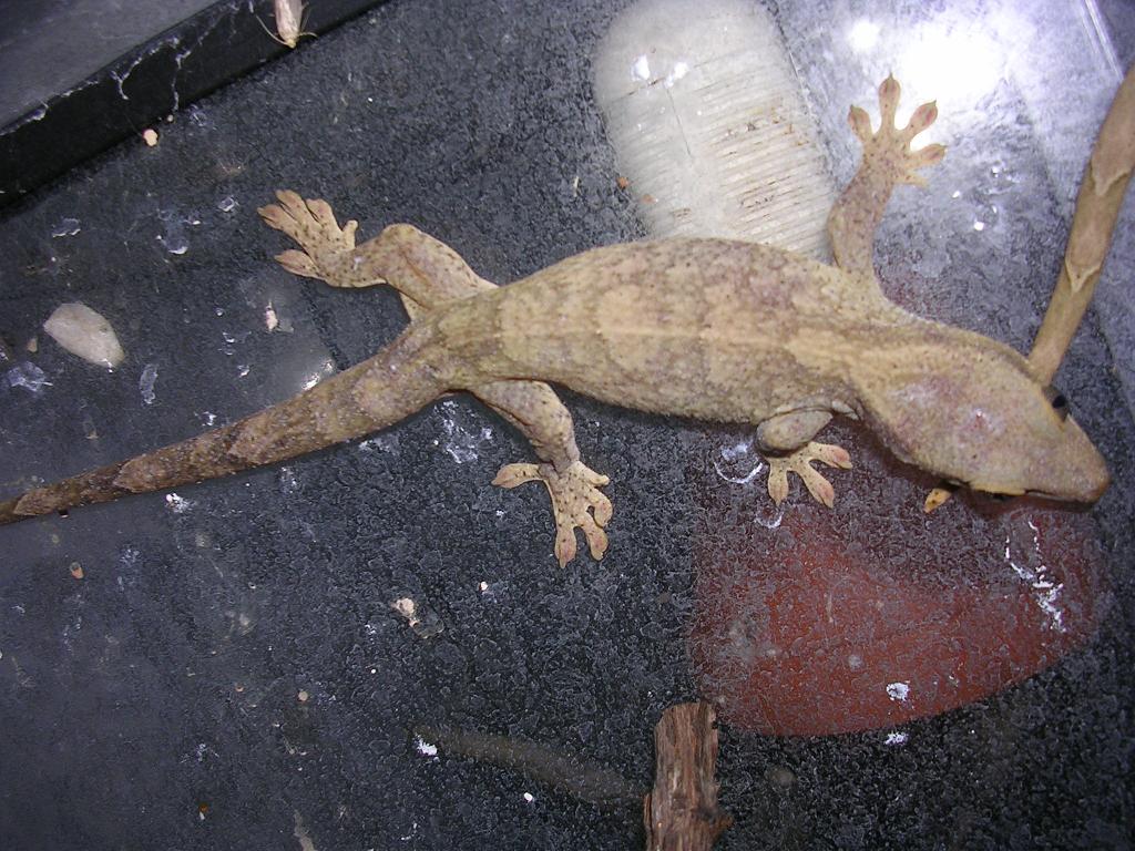 Rhacodactylus sarasinorum ..jpg