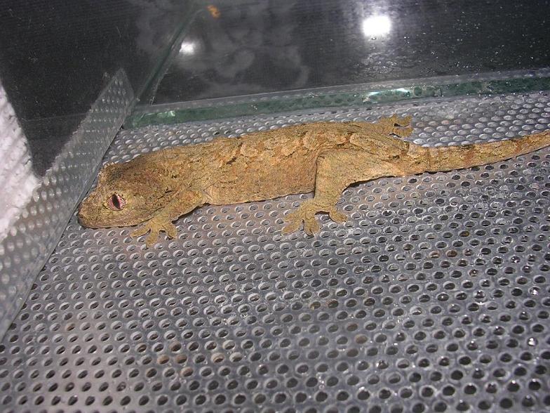 rhacodactylus chahoua3.jpg